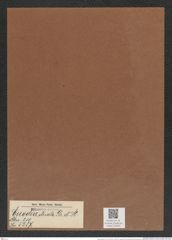 Euodia etriata Gr. et St. (de-Toni-Nr.: Genus 210, Species 5287) Zeichnungen Sammlung Grunow Mappe 05050 (Herbarium_W_Grunow_drawings_Folder_05050)
